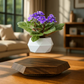 Levitating - Floating Flower Pot with Wood Base ©