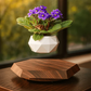 Levitating - Floating Flower Pot with Wood Base ©